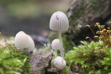 Mushrooms (Coprinus disseminatus) on a stump