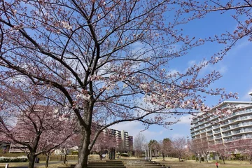 Papier Peint photo autocollant Fleur de cerisier 桜の開花