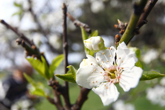 Macro photographic plum blossom, spring blossom