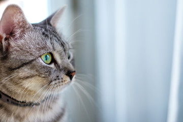 Nahaufnahme Katze von Seite mit Katzenauge