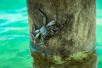 Alive crab on tree over ocean water