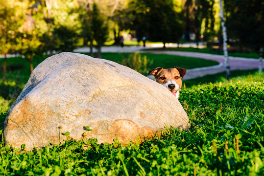 Dog Peeking Over Corner Playing Hide And Seek Game At Park