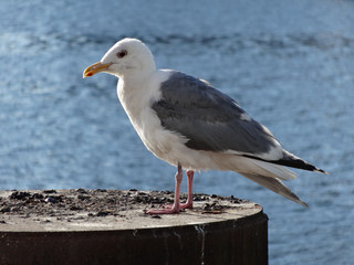 Nahaufnahme von Seemöwe mit See im Hintergrund