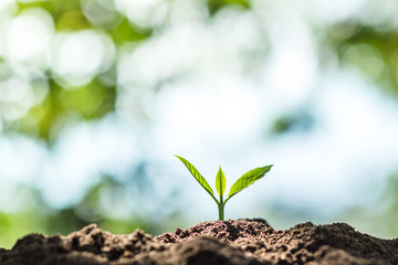 Plant Coffee seedlings in nature