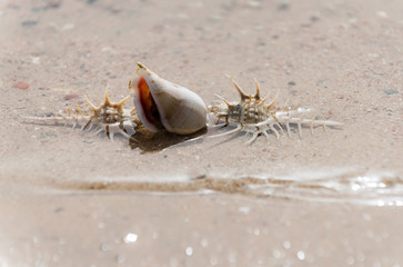 Beautiful marine shells in sea