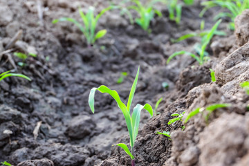Row pattern of plowed field and sprout corn with sunlight in countryside or rural, begin or start up life concept