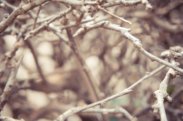 Dry branches on summer background