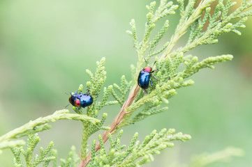 Fototapeta premium ladybugs in ourdoors , Insect on the tree