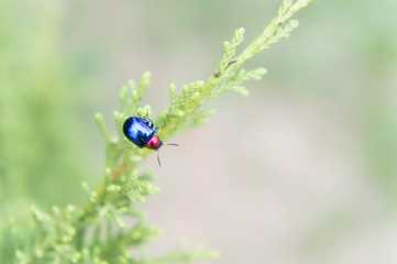 ladybugs in ourdoors , Insect on the tree