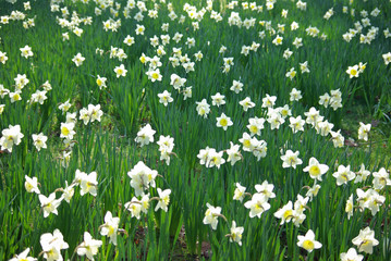 Narcisses blancs en prairie au printemps