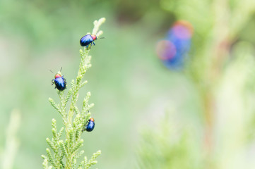 ladybugs in ourdoors , Insect on the tree