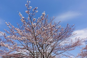 桜の開花