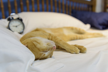 A cute yellow cat sleep on white cozy bed