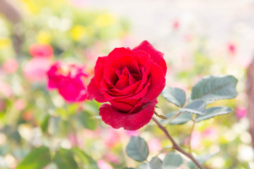 red rose flowers  in the garden , colorful rose