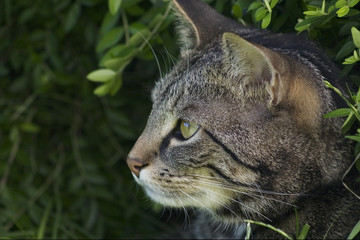 Tiger Katze 