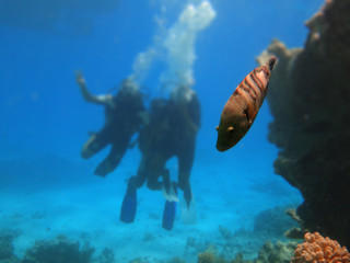 Nice fish while diving in Red sea
