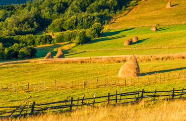 Obraz premium haystacks and a trees on a hillside meadow