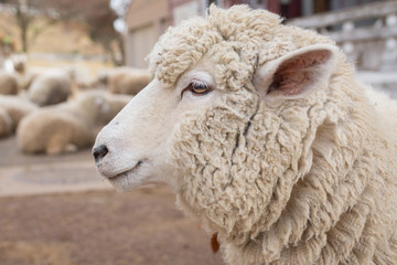 Sheep head close up. Farm animals.