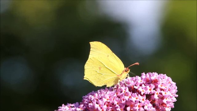 butterfly brimstone on purple lilac flower

