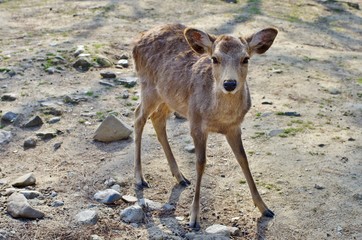 奈良公園の鹿