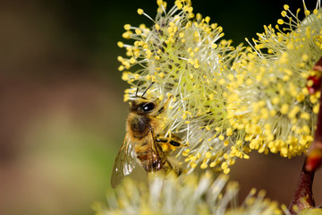 Biene bestäubt Weidenkätzchen, Natur, Insekten 