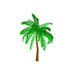 Obraz premium Palm tree. Isolated on white background. Isometric view.