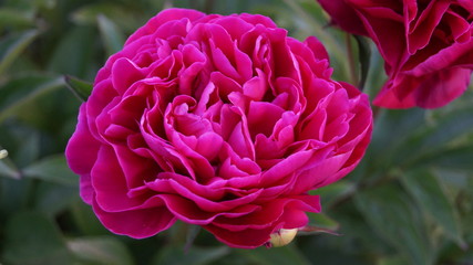 Rose coloured peony  