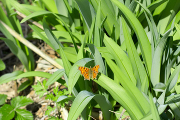 Spring butterfly on green grass