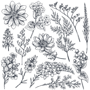 Collection of hand drawn spring flowers and plants.