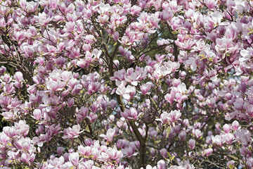 Magnolia flowers tree blooming in pink blossom