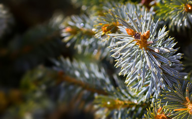 A drop of rain close-up on a spruce branch.