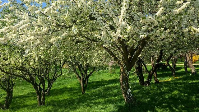 Tree Flowers Blooming In Spring