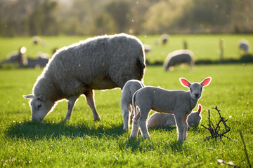 Fototapeta premium spring Lambs in countryside in the sunshine, brecon beacons national park