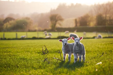 Fotobehang lente lammeren op het platteland in de zon, brecon beacons nationaal park © andreac77