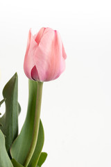 Closeup macro pink tulip flower isolated over white background