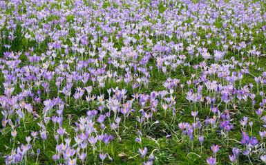Fototapeta premium field full of purple crosus flowers, spring and Easter scenery