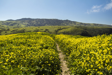 Wildflower Lined Trail Channel Islands National Park
