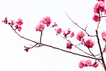 Poster Kersenbloesem roze sakura kersenbloesem geïsoleerd  © Blanscape