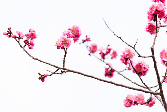 pink sakura cherry blossom isolated
