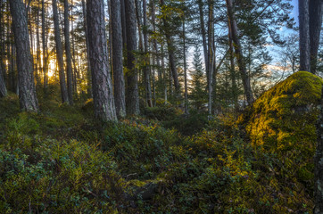 Forest Evening