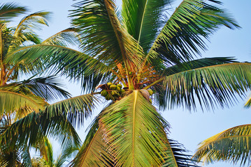 Fototapeta premium Coconuts and palm tree