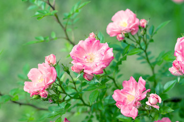 Naklejka na ściany i meble fresh fragrant bloom pink roses