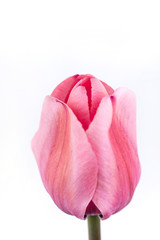 Pink tulip flower isolated over white background