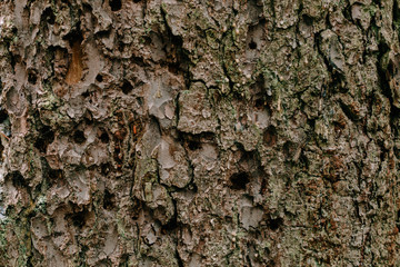 the bark of the tree in the Carpathian forests