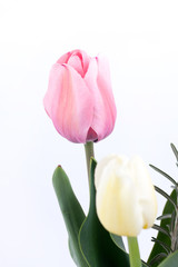 Pink tulip flower isolated over white background