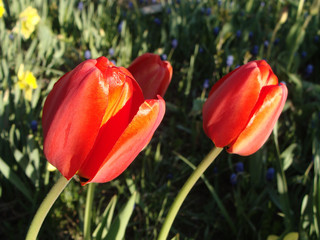 red tulips