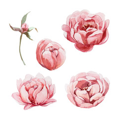 different watercolor peonies romantic collection