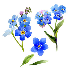 Wildflower myosotis arvensis flower in a watercolor style isolated.