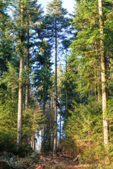 Obraz premium Odenwald forest at spring