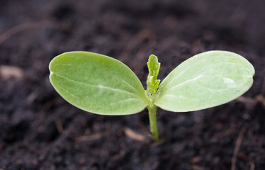Small plant growing out of soil,agriculture